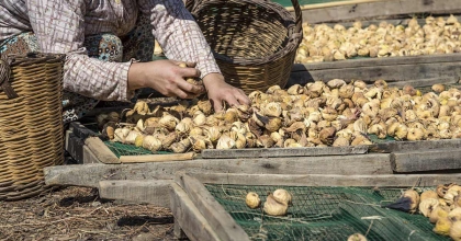 İNCİRLİOVA'DA ÇİFTÇİDEN İNCİRDE FİYAT TEPKİSİ