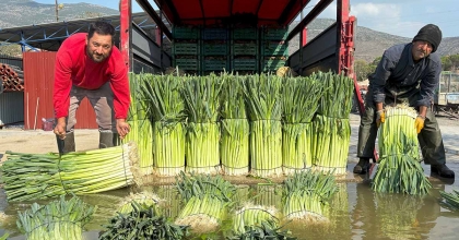 KIŞ SEBZESİ PIRASADA HASAT HEYECANI