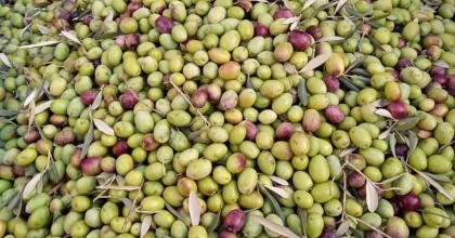 KÖŞK İLÇE TARIM, AYDIN MEMECİK ZEYTİNİ'NE DİKKAT ÇEKTİ