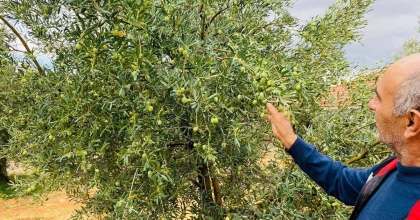 MANİSA’DA ZEYTİNCİLERE ÇİFTE UYARI
