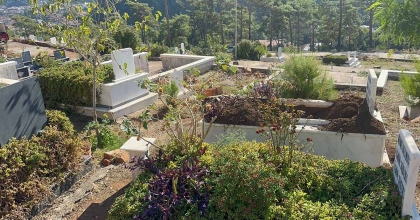 MARMARİS'TE YABAN DOMUZLARININ YENİ ADRESİ MEZARLIKLAR