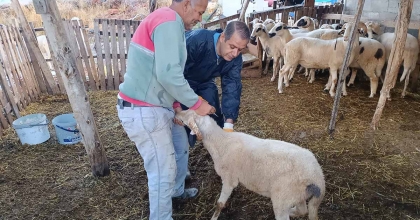 MENTEŞE'DE ŞAP AŞISI KAMPANYASI HIZ KESMİYOR