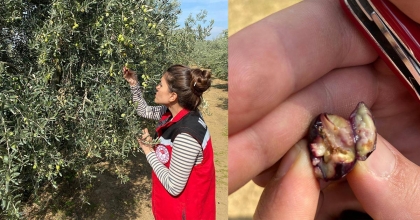 SALİHLİ'DE ZEYTİN SİNEĞİNE KARŞI ACİL UYARI