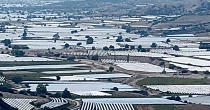 SARIGÖL’DE ÜZÜM ÜRETİCİ İHRACATIN HIZ KAZANMASINI BEKLİYOR