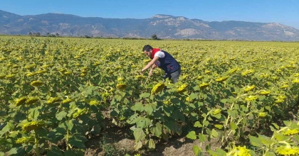 SÖKE’DE 2025 YILI DESTEKLEME ÜRÜN ÇALIŞMALARI YAPILDI
