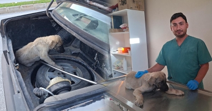 YARALI SOKAK KÖPEĞİNE BELEDİYE SAHİP ÇIKTI