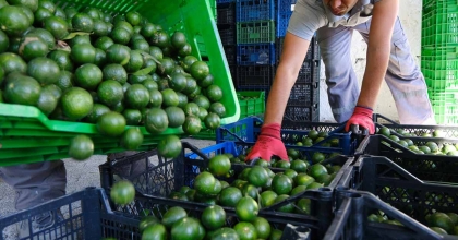 YEŞİL BODRUM MANDALİNİ TÜRKİYE’NİN DÖRT BİR YANINA ULAŞIYOR