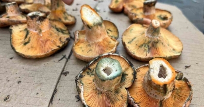 AYDIN’DA ÇINTAR ÇIKTI, KİLOSU 500 TL
