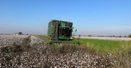 YAĞIŞLAR PAMUĞU ETKİLEDİ
