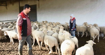 ALİAĞA’DA HİBE KOYUN VE KOÇLAR ÜRETİCİLERE TESLİM EDİLDİ