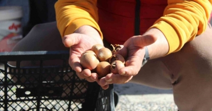 AYDIN DAĞLARINDAN GELEN LEZZET BEŞBIYIK MEYVESİ TEZGAHLARDA YERİNİ ALDI
