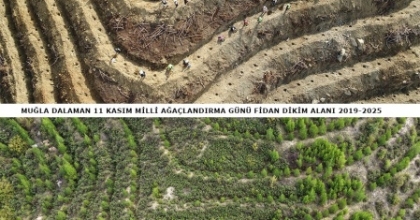 DALAMAN’DA 6 YIL ÖNCE DİKİLEN FİDANLAR ORMANA DÖNÜŞTÜ
