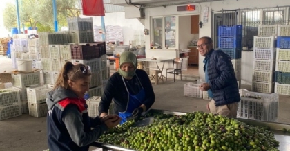 BUHARKENT’TE ZEYTİN REKOLTESİ VE KALİTE KONTROL ÇALIŞMALARI SÜRÜYOR
