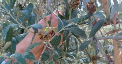 SALİHLİ’DE ÜRETİCİLERE ZEYTİN DAL KANSERİ UYARISI
