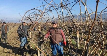 SARIGÖL’DE BAĞ BUDAMA İŞÇİ ÜCRETLERİ BELLİ OLDU
