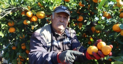 REKOLTE ARTTI, SATSUMA MANDALİNASI PAZARDA YERİNİ ALDI
