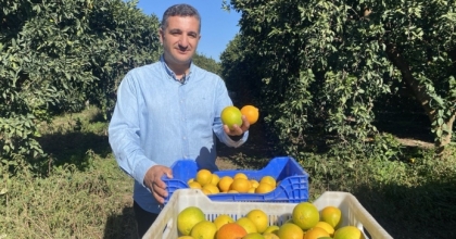 FİNİKE’DE PORTAKAL SEZONU BAŞLADI, 250 BİN TON REKOLTE BEKLENİYOR