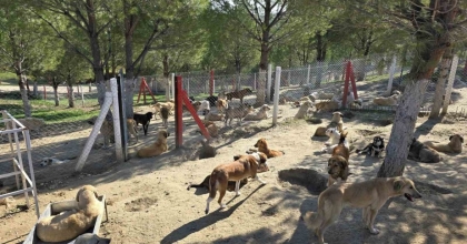 İLÇELERDEKİ SAHİPSİZ KÖPEKLER TOPLANIYOR