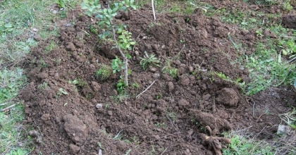 MUĞLA’DA SAKIZ ÜRETİMİ GÜÇLENİYOR, BİN 500 AŞILI FİDAN ÜRETİCİYLE BULUŞUYOR
