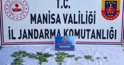 ÜZÜM BAĞINDA KENEVİR ELE GEÇİRİLDİ
