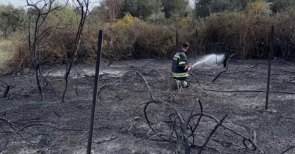 MUĞLA’DA ÜZÜM BAĞLARI ALEVLERE TESLİM OLDU
