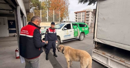 KÖPEK DÖVÜŞTÜREN ŞAHISLARA JANDARMA BASKINI:12 GÖZALTI
