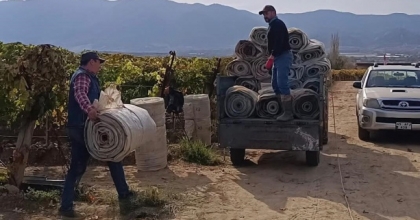 SARIGÖL’DE ÖRTÜ TOPLAMA İŞLERİNDE YOĞUNLUK
