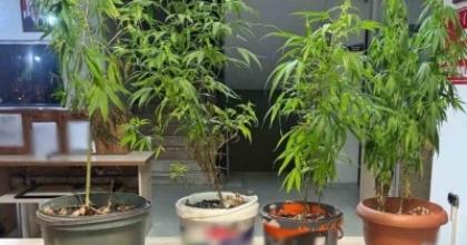 POLİS SAKSILAR DA YETİŞTİRİLEN KENEVİR ELE GECİRDİ
