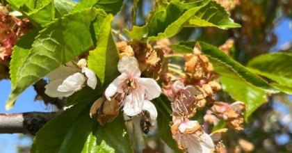 ZİRAİ DON DESTEKLEMELERİ ÇİFTÇİYE CAN SİMİDİ OLDU
