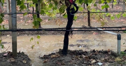 SARIGÖL’DE ÖZLENEN YAĞIŞLAR ÇİFTÇİNİN YÜZÜNÜ GÜLDÜRDÜ
