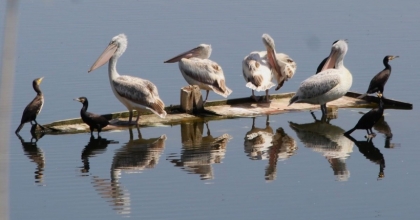 AZAP GÖLÜ’NDE OLTAYA TAKILAN TEPELİ PELİKAN BALIKÇILARIN DİKKATİYLE KURTULDU
