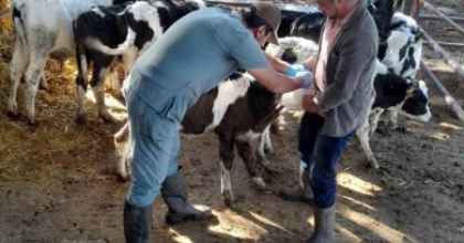 KARPUZLU’DA HAYVAN SAĞLIĞI İÇİN ÇALIŞMALAR SÜRÜYOR
