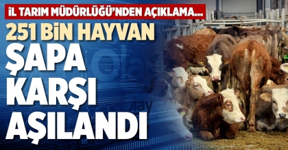 251 BİN HAYVAN ŞAPA KARŞI AŞILANDI