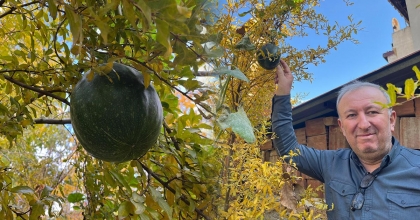 BAHÇEYE EKTİĞİ KABAK, NAR AĞACININ TEPESİNDE MEYVE VERDİ