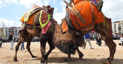 BULDAN DEVE GÜREŞLERİNE ŞAP ENGELİ