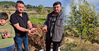 BULDAN'IN KESTANESİNDE HASAT ZAMANI