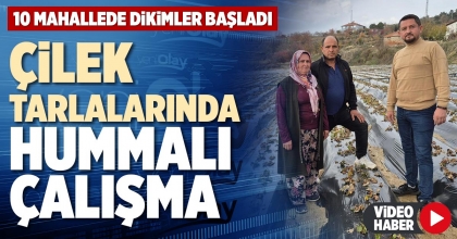 ÇİLEK TARLALARINDA HUMMALI ÇALIŞMA