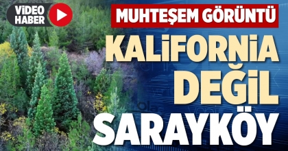 KALİFORNİA DEĞİL SARAYKÖY