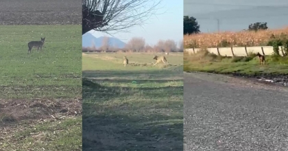 POPÜLASYONU ARTAN KURTLAR KÖYLERE İNDİ