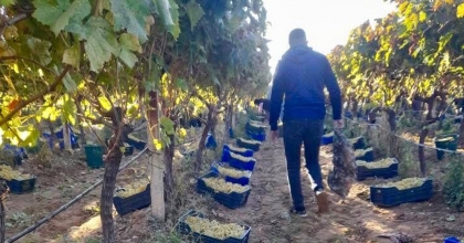 SARIGÖL’DE ÖRTÜALTI ÜZÜM HASADI DEVAM EDİYOR