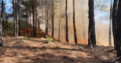 SEYDİKEMER’DE ORMAN YANGINI