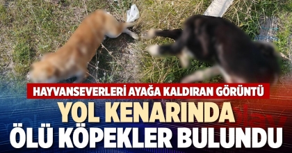 YOL KENARINDA ÖLÜ KÖPEKLER BULUNDU