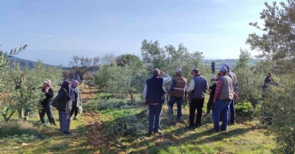 SALİHLİ’DE ÜCRETSİZ ZEYTİN BUDAMA KURSU BAŞLIYOR
