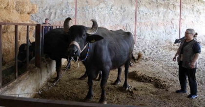 MANDADAN GELEN ALTIN LEZZET