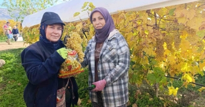 SARIGÖL’DE ÜZÜM KESİMİ ARALIK AYINDA DA SÜRÜYOR
