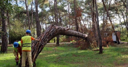 KURUYAN, RİSK OLUŞTURAN VE DEVRİLEN AĞAÇLAR TESPİT EDİLİYOR
