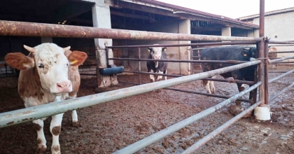 HİSARCIK İLÇESİNDE ŞAP KARANTİNASI YENİDEN BAŞLADI
