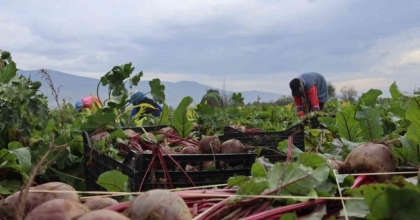 İZMİR’İN BEREKETLİ TOPRAKLARINDA ‘KIRMIZI ELMAS’ MESAİSİ