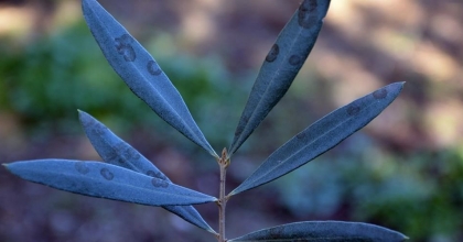 ZEYTİNDE HALKALI LEKE HASTALIĞI İLE MÜCADELE ÇAĞRISI YAPILDI
