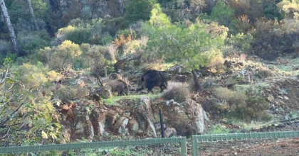 MARMARİS’TE DOMUZ İSTİLASI SÜRÜYOR: 